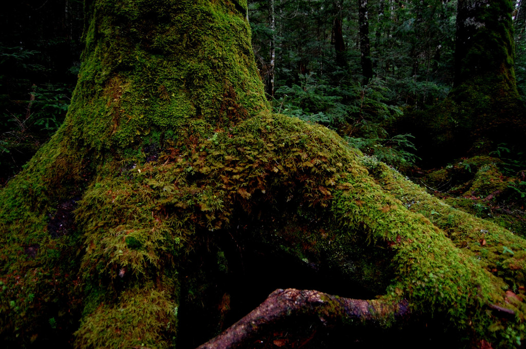 大地に根をはり