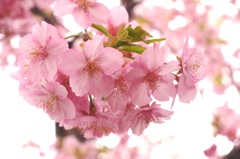 野川の大寒桜４