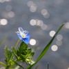 野川のキラキラ