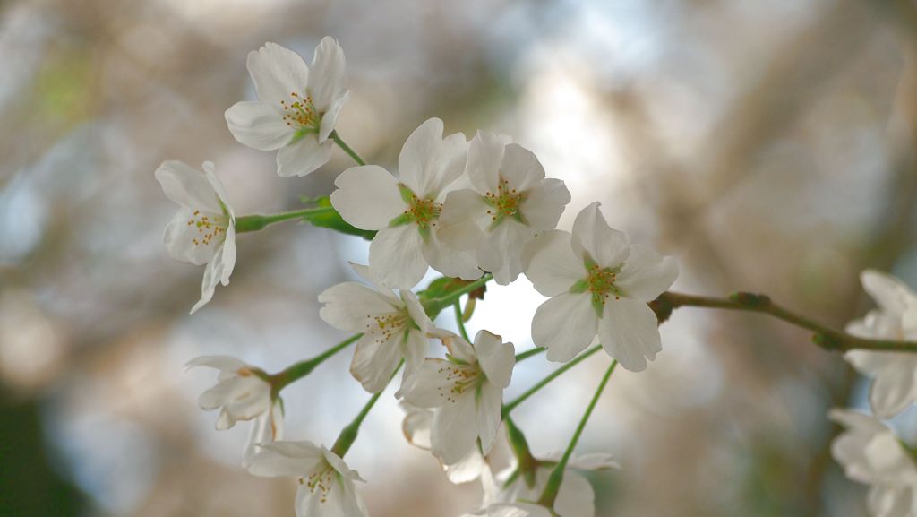 淡雪桜