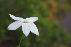 花ニラ