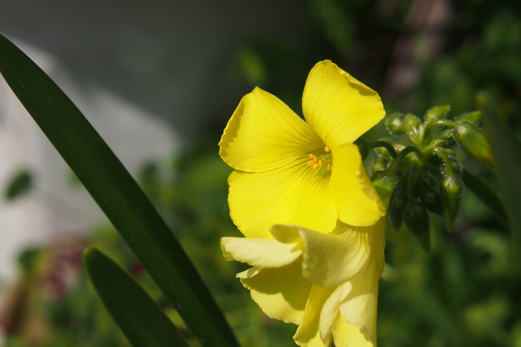 ひっそり　黄色の花３