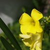 ひっそり　黄色の花３