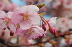 調布市役所の河津桜