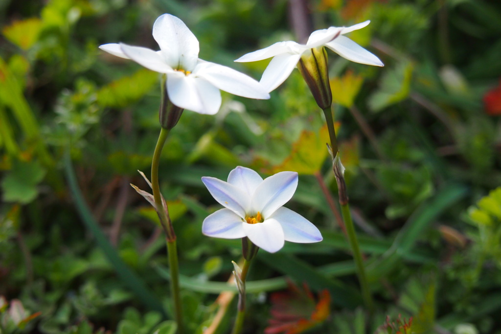 花ニラ