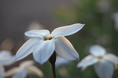 花ニラ