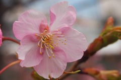 調布市役所の河津桜２