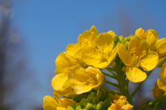 春るるる♪　黄色の花２