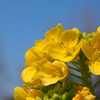 春るるる♪　黄色の花２