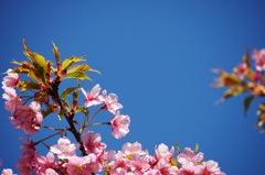 2014.3.23野川の大寒桜