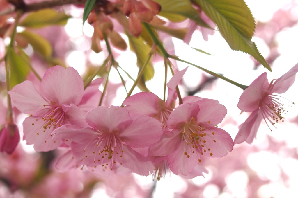 野川の大寒桜２