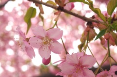 野川の大寒桜３