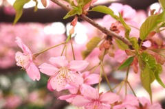 野川の大寒桜１