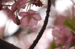 2014寒桜