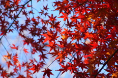 幾層もの紅葉が重なり…