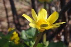 艶やか　黄色の花１