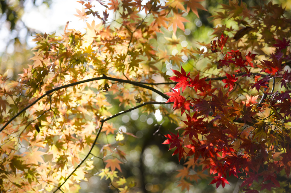 紅、染まる紅葉