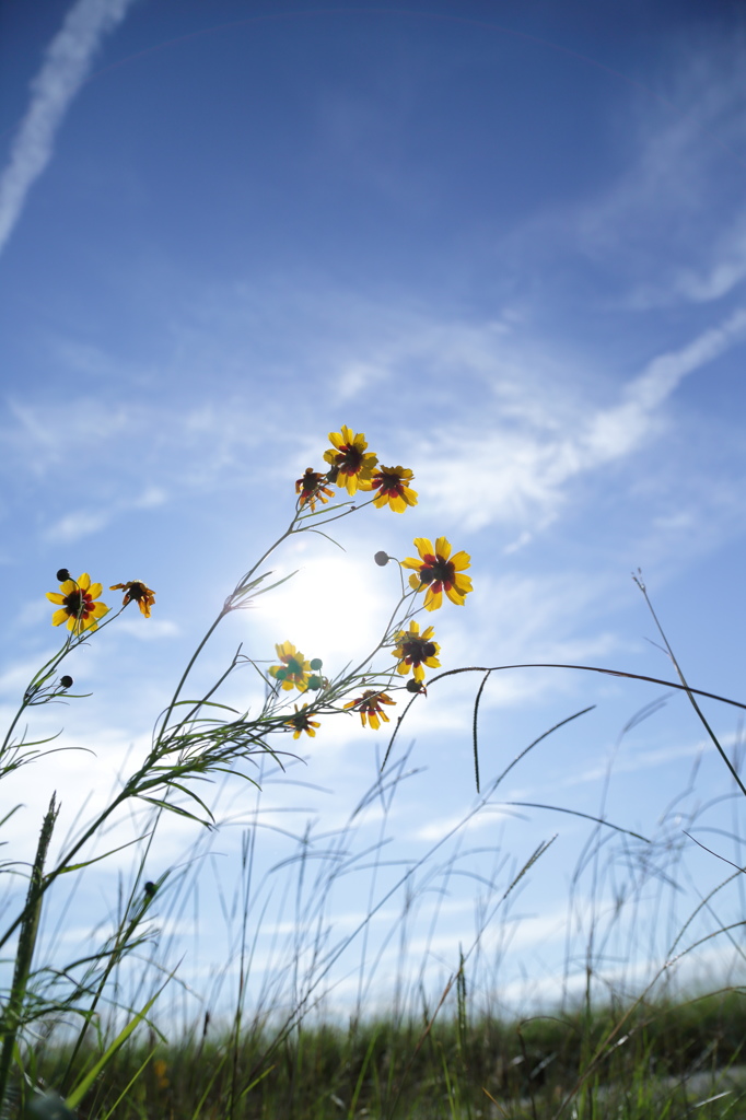 ブルー・スカイ - 秋の空　2