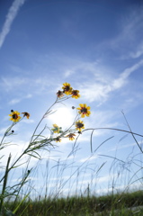 ブルー・スカイ - 秋の空　2