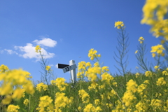 春の１ページ（青空と雲と菜の花と）