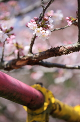 桜 - 公園にて②