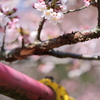 桜 - 公園にて②