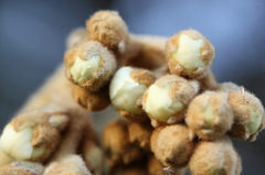 毛布をまとったビワ