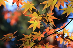 今年の紅葉初め2
