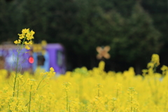 菜の花便り