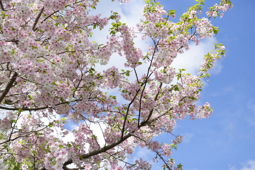 強風一過の空と桜