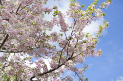 強風一過の空と桜