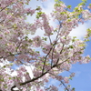 強風一過の空と桜