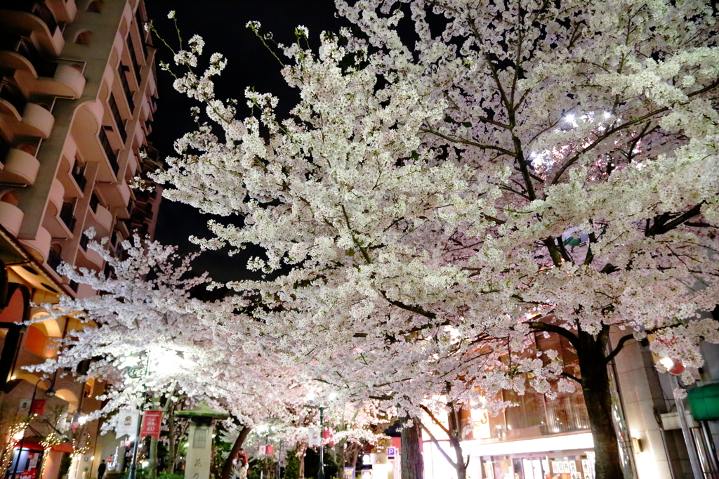 花の道①