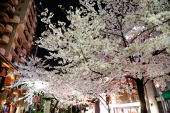 花の道①