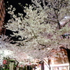 花の道①