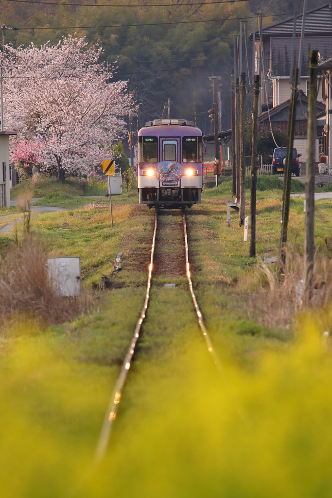 北条鉄道の春