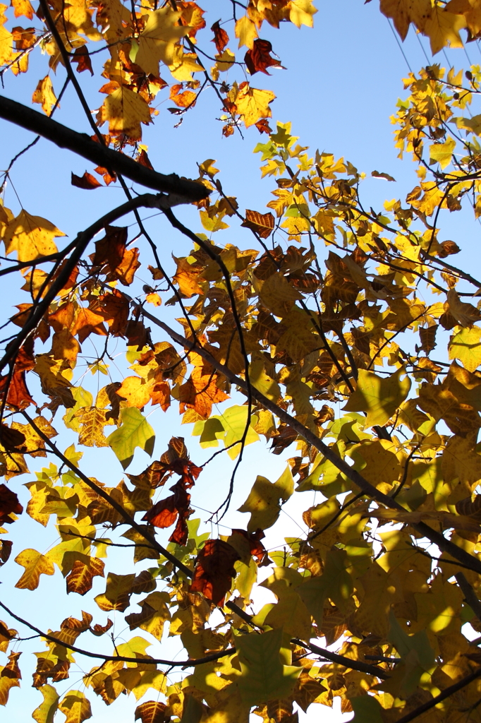 晩秋・最後の彩り２