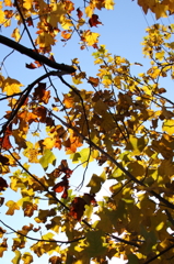 晩秋・最後の彩り２