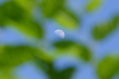 葉の隙間