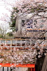 桜 - 夙川沿い