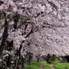 花弁を待つ轍