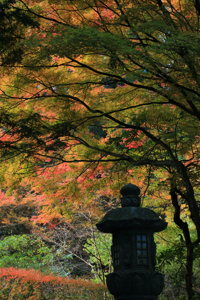 今年の紅葉初め 4