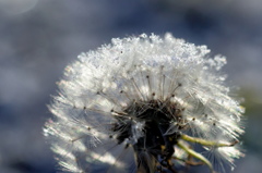 アフロに埃？　いや、雪です。