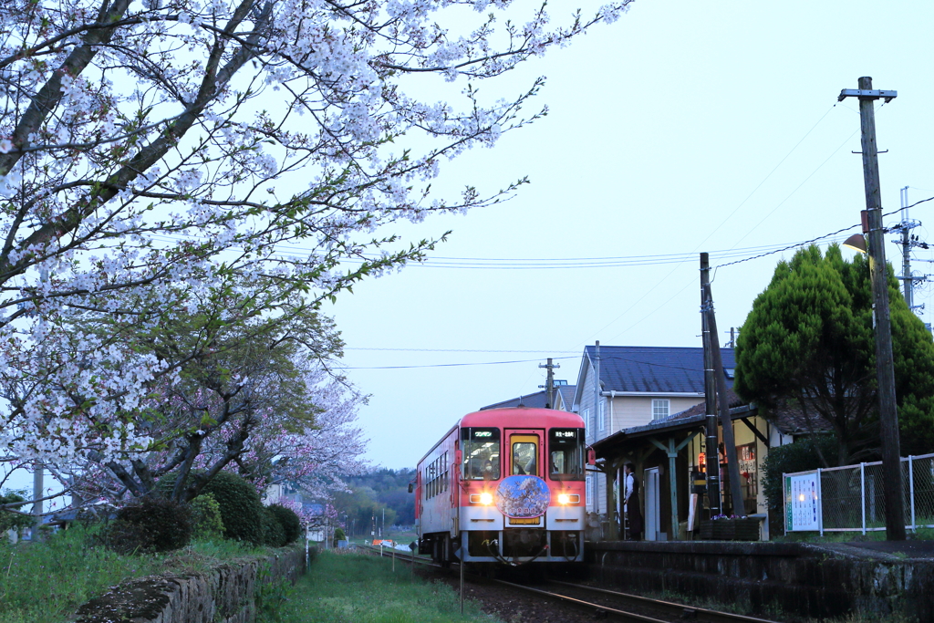 桜と桜色列車