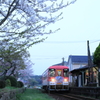 桜と桜色列車
