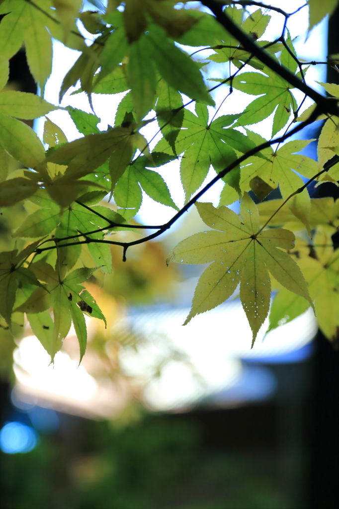 今年の紅葉初め1