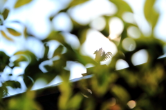 鳳凰と木漏れ日