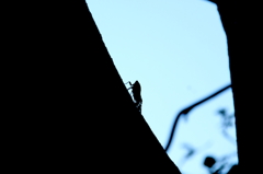 夏のシルエット