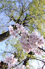柳の木の下で