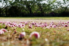 ヤエザクラ、コロコロ